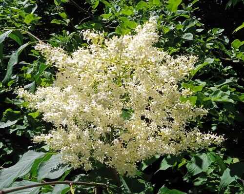 21-Jun-amur-lilac1afe91d0a49ca600.jpg