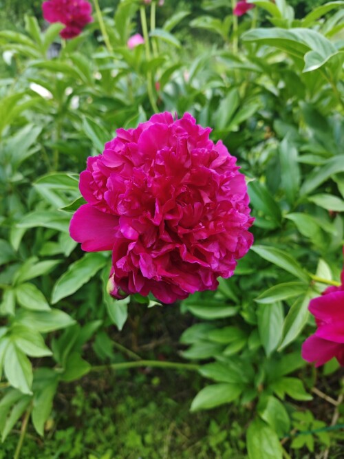 967e097ce5783bb74bd.jpg