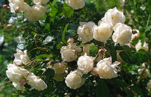 D-W-seedling-1-s244bd10244076bae2.jpg