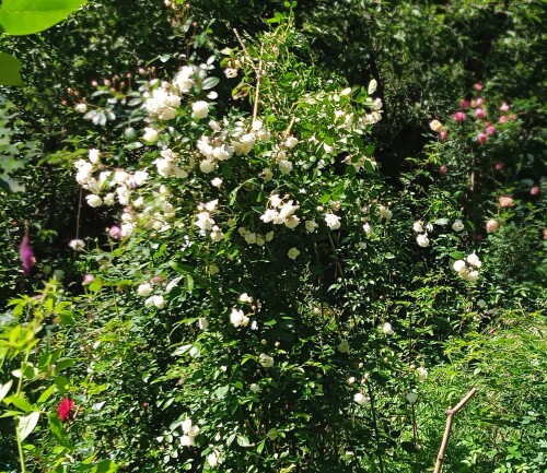 seedling-W-D-ae1647caa55fcf89c.jpg