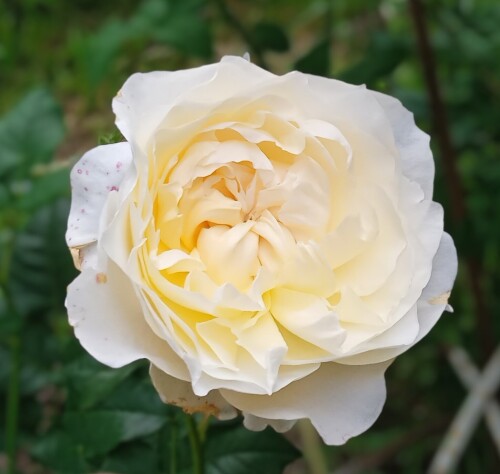 Eugenie-22-6386d966125c85d14.jpg