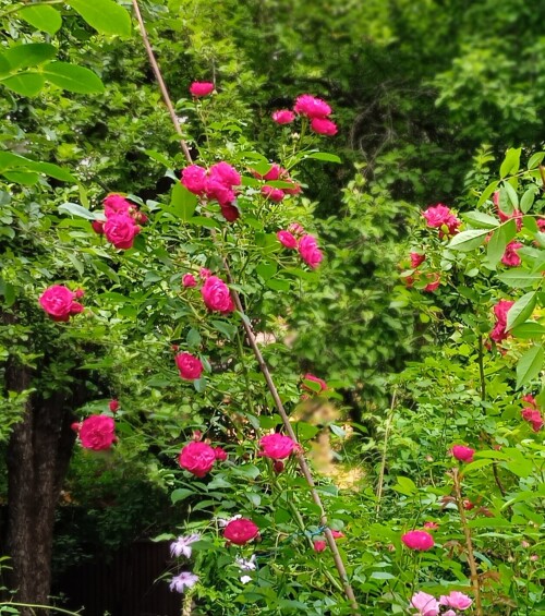 Red seedling 22 6