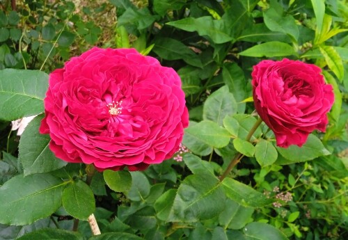 Tess-22-jun5d2a4c0e343342eb.jpg