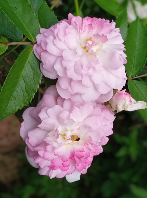 blush seedling 22 6