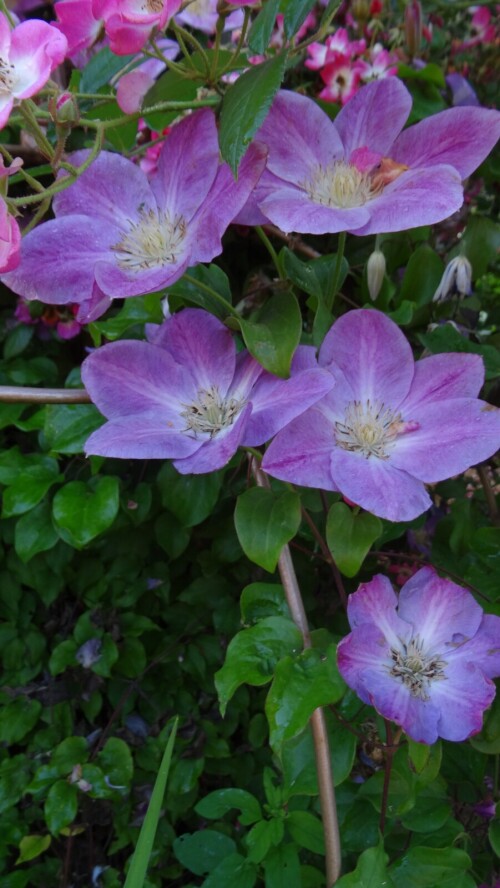 upYHewqDy2sc72e08a57f605beb.jpg