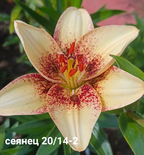 20-14-2-1fe020e18966e5344.jpg