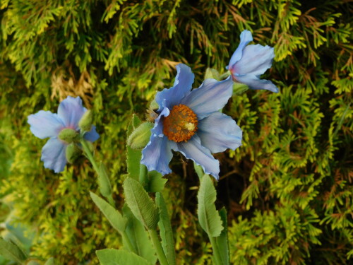 DSCN4697