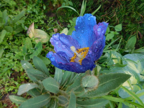 DSCN4796