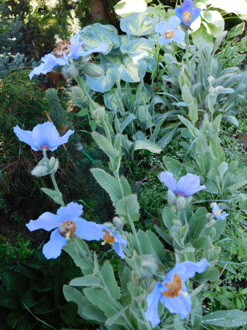 DSCN4829