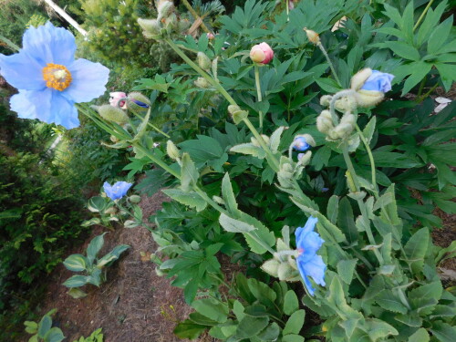 DSCN5028