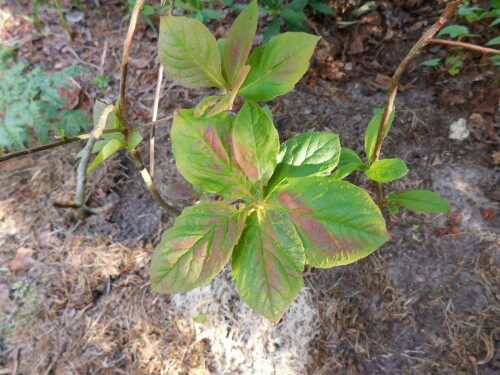DSCN5046
