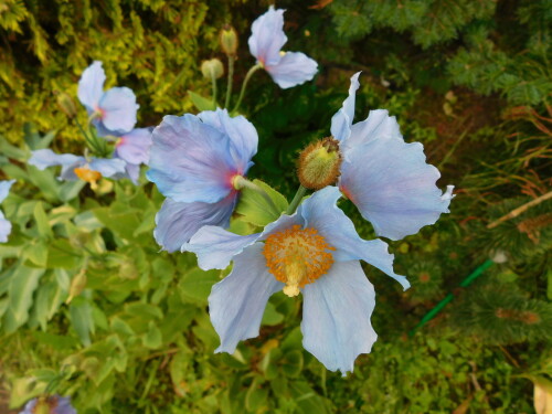 DSCN5100