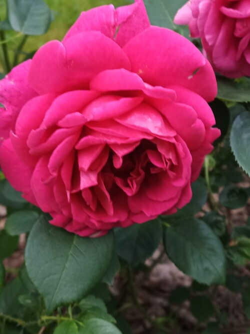 IMG 20260624 064247 223