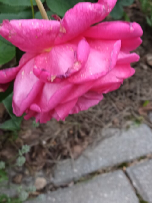 IMG 20260624 064251 335