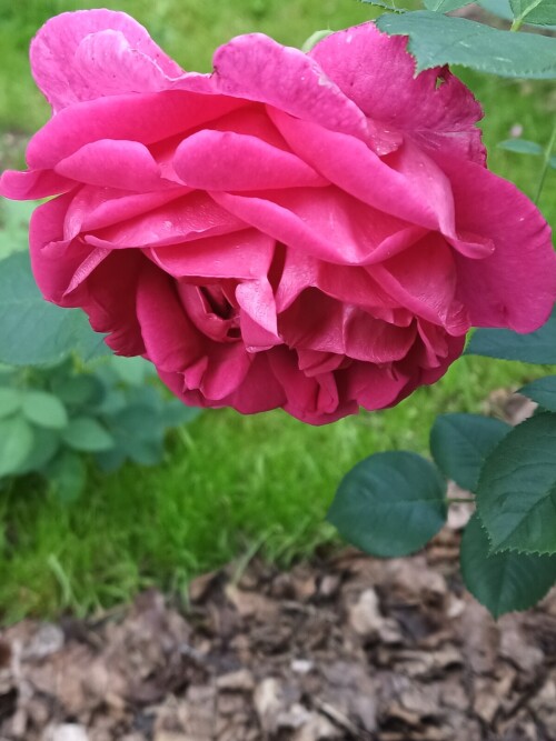 IMG 20260624 064306 502