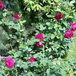 IMG_226033198681d16ebacb