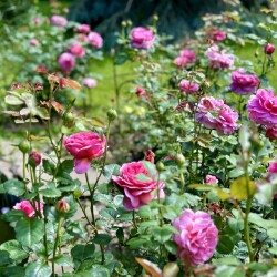IMG_22642ee01f0436922bc0