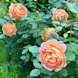 IMG_2268ac06361d57775890