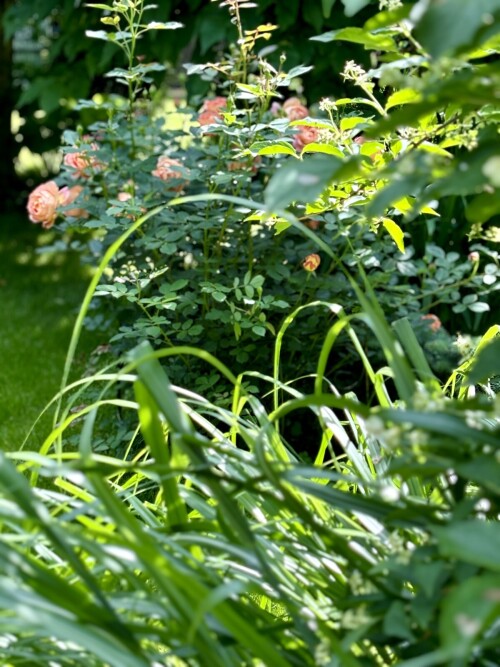 Lady of Shalott