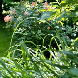 IMG_228077d47ed6b43a63c9