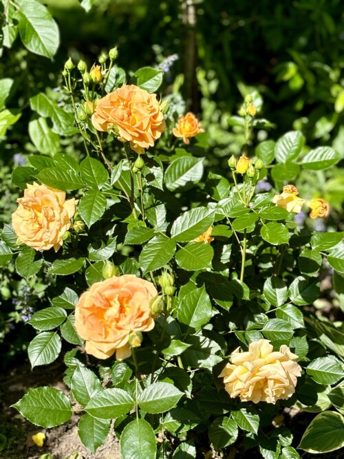Goldelse