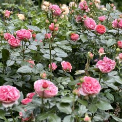 IMG_228231d09f8a4e895c8d