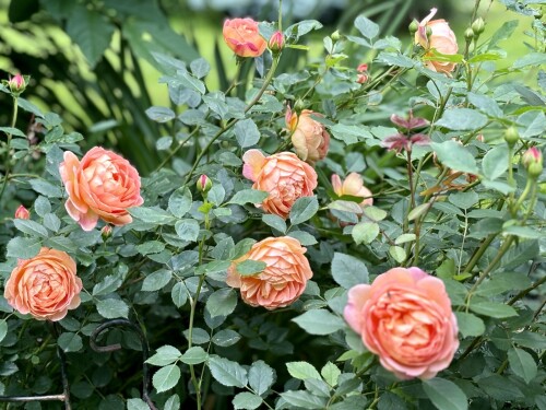 Lady of Shalott