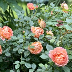 IMG_228374b15d3c6efddd7b