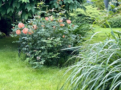 Lady of Shalott