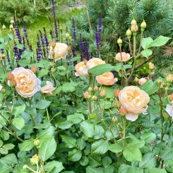 IMG_22872221854298b7beea