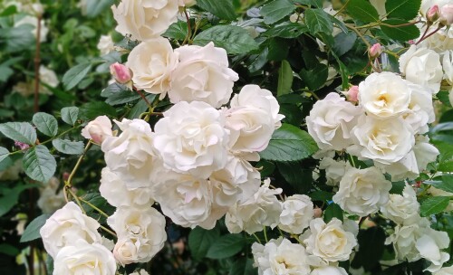 W-D-2-24-j26b49ba4700f5ef0.jpg