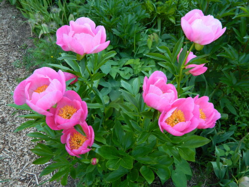 DSCN1669715ac323e965bda7.jpg