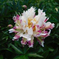 DSCN4700d4267027639095dc