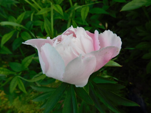 DSCN5041970f1d3132cc948c.jpg