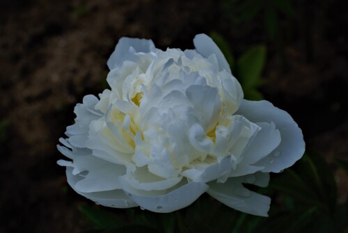 BELYE-NOCI-1_26fb6dbc4656173637.jpg