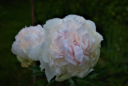 Bright-White-1_268bf62d2d824ebb31.jpg