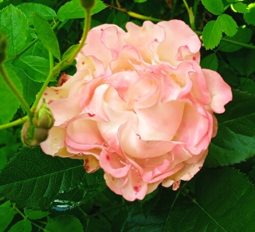 Charming-Flow-26-jad6af65e42221d76.jpg
