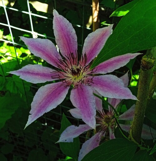 Clem-seedling-0-26-j8d08b4eaeb0bc8de.jpg