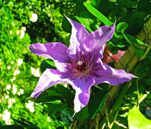 Clem-seedling-26-659fb966e751067e1.jpg