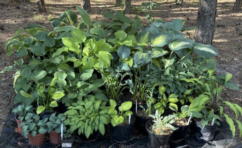 IMG_5386c2e090339f2dc5a7.jpg