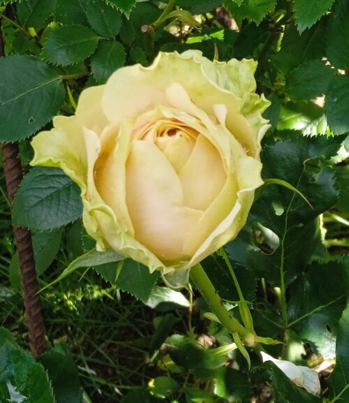 green-rose-26-j68ba34340a628786.jpg