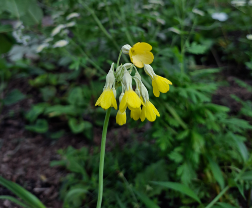 FLORINDY-275468d1b2474d7fd.png