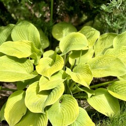 IMG_2353a10a619a19c445ea