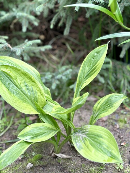 Foxfire Palm Sunday