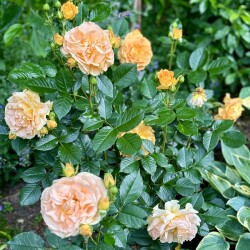 IMG_23696243004bfa631358