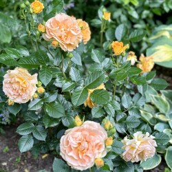 IMG_237086e0abd97158e300