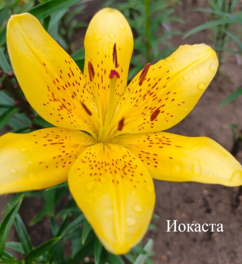 IOKASTAc426e984e27b372f.jpg