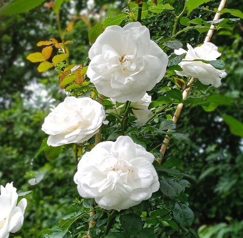 White-rose-27-65d9dc4f6474b3404.jpg