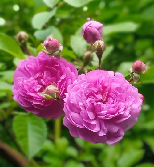 lilac-seedling-27-j9706ab109c1d1c19.jpg