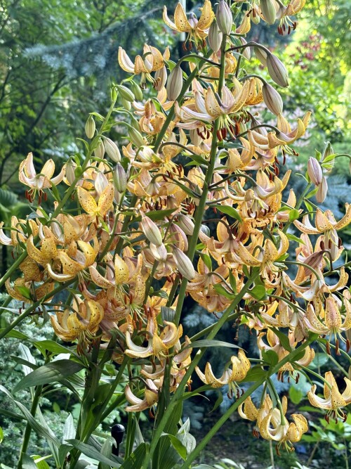Guinea Gold